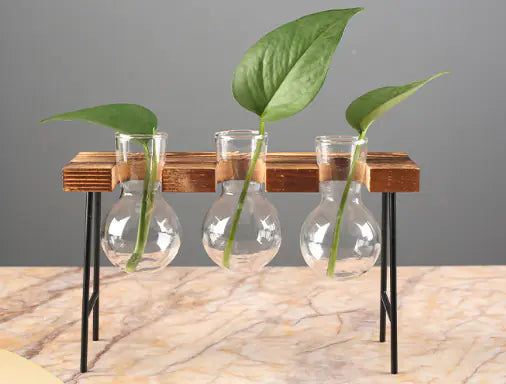 Décoration hydroponique en verre avec cadre en bois créatif