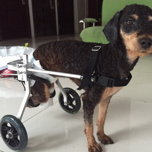 Dog Wheelchair for Rear Leg Paralysis - Pet Support