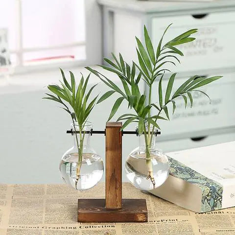 Hydroponic Pothos in Modern Glass Vase
