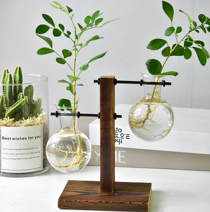 Hydroponic Pothos in Modern Glass Vase