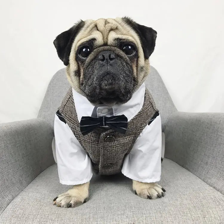 프렌치 불도그 강아지 수트 - 반려동물 웨딩 의상