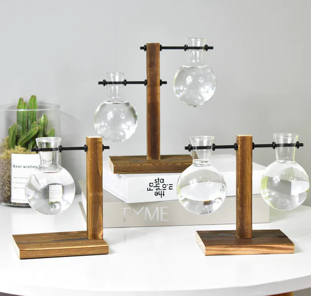 Hydroponic Pothos in Modern Glass Vase