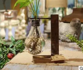 Hydroponic Pothos in Modern Glass Vase