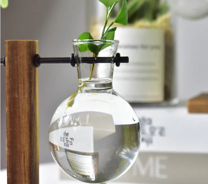 Hydroponic Pothos in Modern Glass Vase