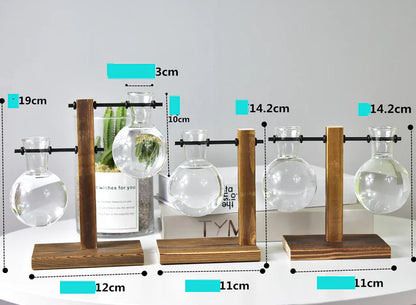 Hydroponic Pothos in Modern Glass Vase